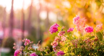 Ideas para la decoración de jardines